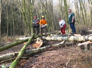 Grimpe arbres élagage (2)