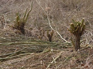 Grimpe arbres élagage (9)