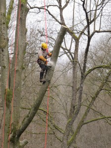 Abattage en forêt