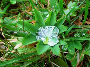 Alchémille goutte eau4