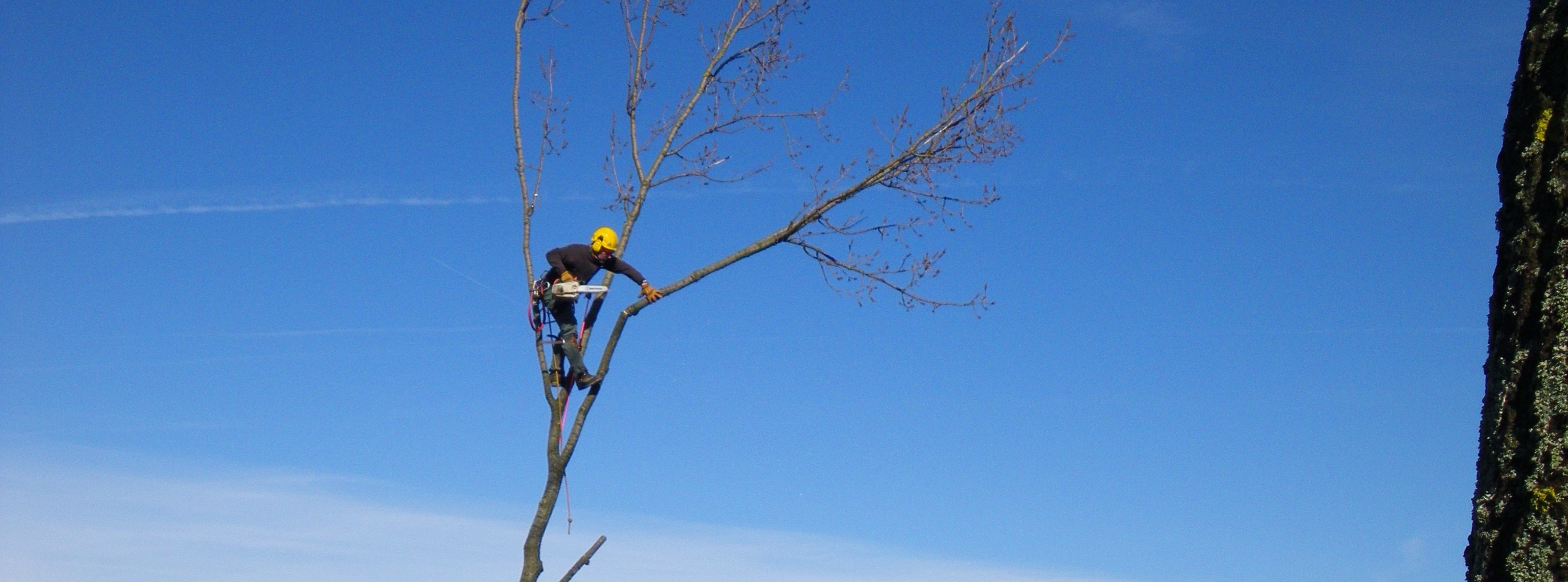 Dans les arbres